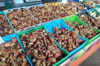 Grzyby na łódzkich targowiskach. Jest ich pełno! Zobacz, ile kosztują [ZDJĘCIA]