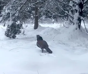 Rzadki ptak przyłapany w zaśnieżonych lasach biłgorajskich. Zobaczcie ten filmik!