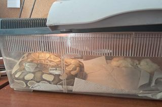 .Pyton królewski w kuchni łodzianki. Nietypowa interwencja Animal Patrolu