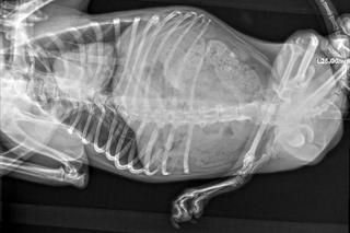 Format: Suczki Edi i Maffi potrzebują pomocy