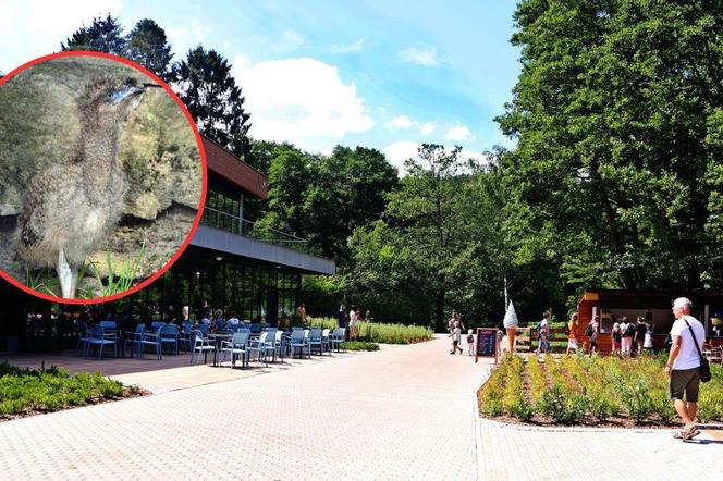 Pierwsze takie narodziny w gdańskim ZOO. Wyjątkowy dzień dla pracowników i odwiedzających