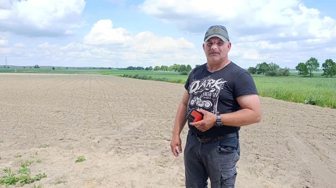 Żurawie zjadły mi kukurydzę