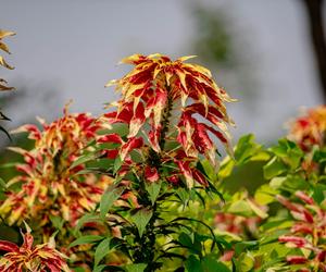Amaranthus tricolor - szarłat trójbarwny