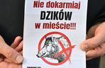  Obława na dziki w Legionowie. Komendant straży miejskiej apeluje: Nie dokarmiajmy!