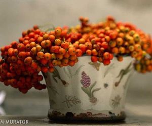 Nalewka z jarzębiny (jarzębiak) - przepis, właściwości