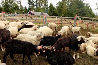 V Dzień Pasterski na Hali Skrzyczeńskiej w Szczyrku
