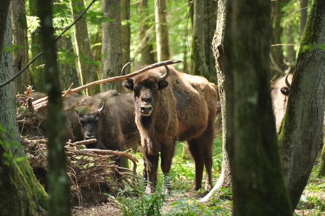 Puszcza Białowieska