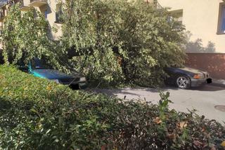 Powiśle. Halny łamał gigantyczne drzewa jak zapałki i przewracał je na samochody!