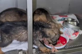 Szczeniaki porzucone w lesie w Czyżowicach. Ktoś skazał je na śmierć, policja szuka sprawcy