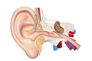 Ucho - budowa i funkcje. Ucho zewnętrzne, wewnętrzne i środkowe