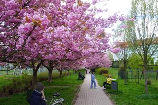 Bajeczna alejka na Pieczewie znów zachwyca. W tym roku drzewa zakwitły o miesiąc wcześniej [ZDJĘCIA]