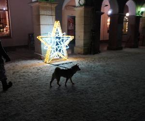 Świąteczne iluminacje w Olsztynie zachwycają. Prawdziwą „gwiazdą” jest choinka na starówce [ZDJĘCIA]