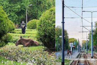 Nieproszony lokator odmawia wyprowadzki! Łoś grasuje w parku Skaryszewskim w Warszawie