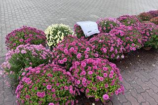 Ceny zniczy i kwiatów pod cmentarzem w Gorzowie