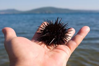Owoce morza: jak jeść jeżowce? Ikra jeżowca jako afrodyzjak