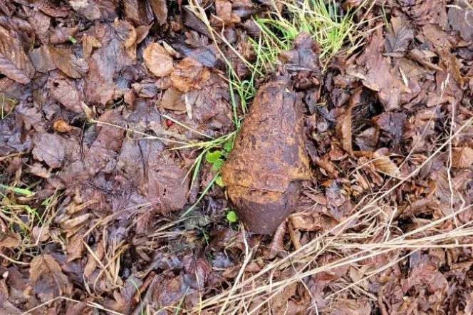 Niebezpieczne znalezisko na polsko-rosyjskiej granicy. Saperzy podjęli pocisk