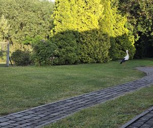 Kajtek bocian podwórkowy