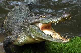 Potworny atak aligatora. Wstrząsające nagranie. Łowił ryby, musiał walczyć o życie