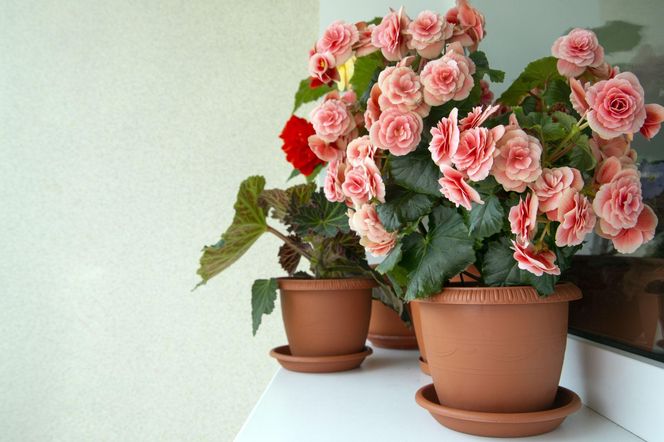 Begonia zimowa