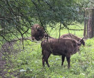 Zaglądamy do mieszkańców bydgoskiego ZOO. Kto mieszka w sercu Myślęcinka?