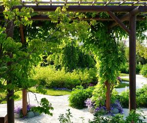 Pergola w ogrodzie