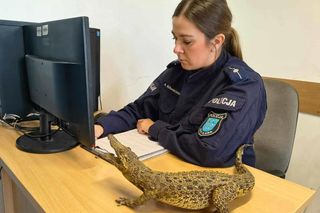 Afera z aligatorem w Iławie! Gad na biurku policjantki