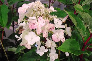 Hortensja bukietowa 'Wim's Red' - Hydrangea paniculata 'Wim's Red'