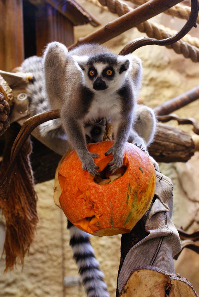 Halloween w łódzkim zoo