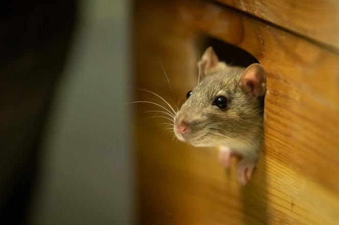 Myszy w domu – jak się ich pozbyć? Skuteczne sposoby na gryzonie w domu