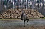 Emu spacerowały po lesie! Czym jeszcze zaskoczy nas końcówka 2020 roku? [ZDJĘCIA]