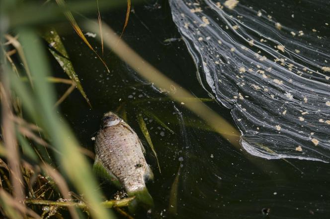 Przedłużono zakaz korzystania z rzeki Kłodnica. Wyłowiono już ponad 116 ton śniętych ryb