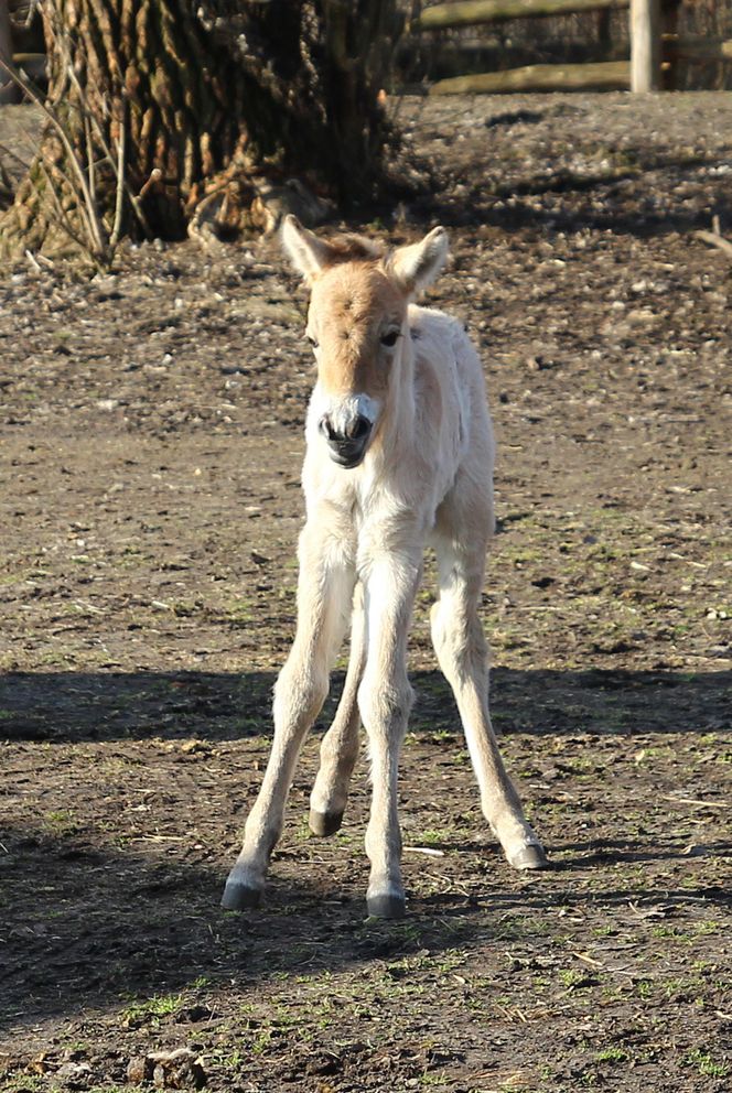  Warszawskie zoo ma nowego mieszkańca. To trzecie dziecko Primy i Larsa