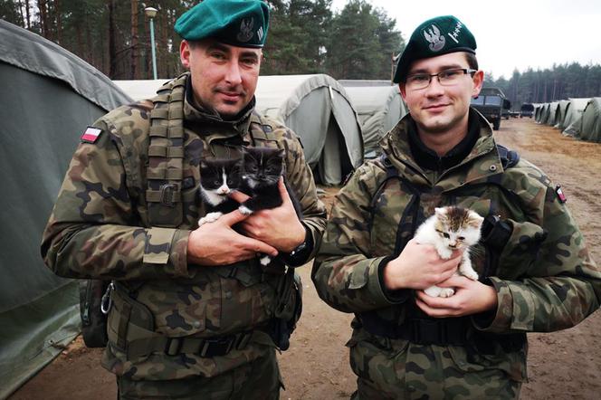 Mogły zginąć na poligonie! Żołnierze ocalili małe kotki! [ZDJĘCIA]