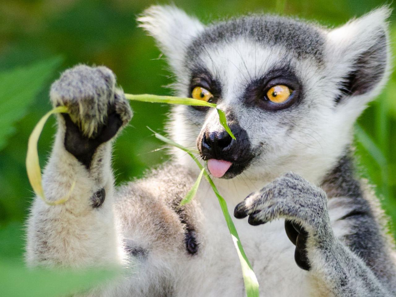 Nazwij lemurka! ZOO w Warszawie szuka imion dla swoich podopiecznych 