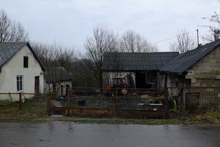 Byk zabił gospodarza bo wystraszył się kundelka