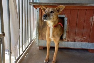 Sposób na upały w schronisku dla zwierząt w Henrykowie koło Leszna. Psy przed słońcem będą osłaniać rolety [ZDJĘCIA]