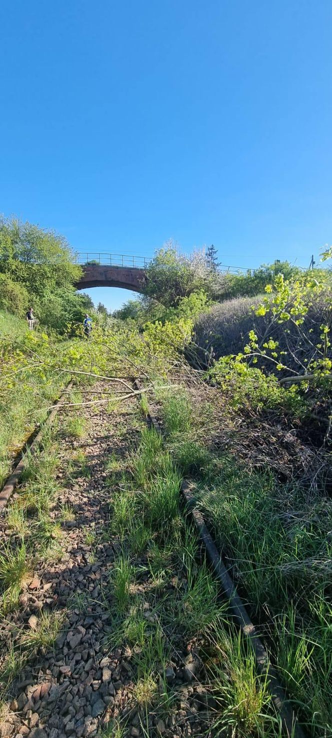 Ludzie sami wyrywają chaszcze na torach. Tak walczą o reaktywację linii kolejowej nr 241 z Tucholi do Koronowa