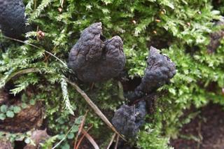 W Karkonoszach pojawiły się palce umarlaka. Upiorny grzyb budzi przerażenie 