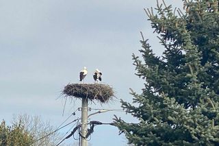 Ornek i Ornela w jednym gnieździe