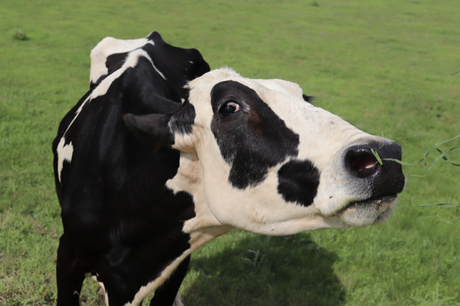 Nazwali krowę na cześć Kim Kardashian! Nie zgadniesz dlaczego