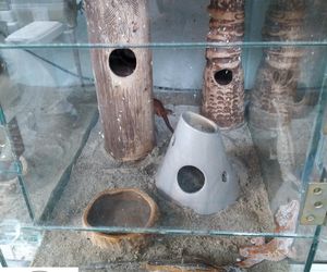 Dramatyczna interwencja w sklepie zoologicznym na Śląsku. Zwierzęta przetrzymywane w skandalicznych warunkach