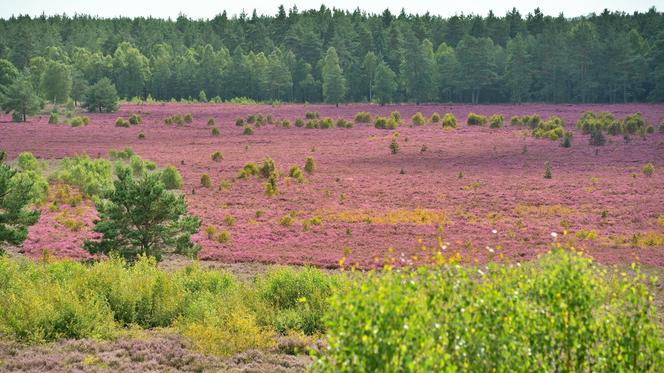 Kwitnące wrzosowiska pod Bornem Sulinowem