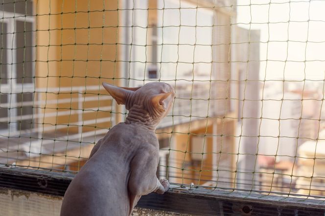 Siatka na balkon dla kota - rodzaje