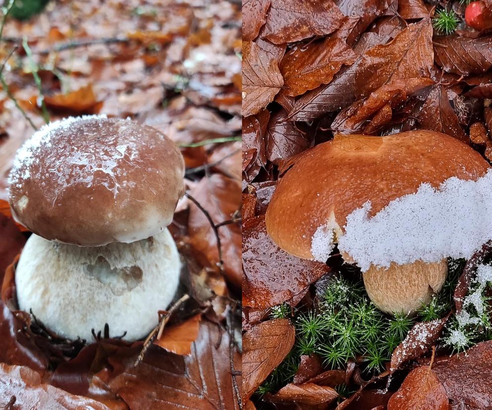 Mimo pierwszego zimowego akcentu w świętokrzyskich lasach wciąż są grzyby