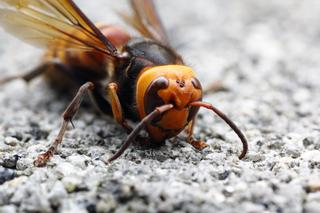 Groźny owad zbliża się do Polski. Grozi nam inwazja?