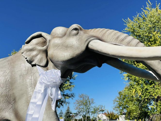 Odsłonięta figura słonia leśnego w Grodzisku Mazowieckim