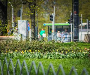 Warszawa utonęła w kolorowych tulipanach