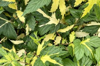 Wiązówka błotna 'Variegata'