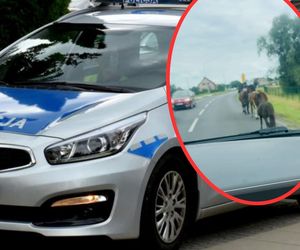 Zamiast stadniny wybrały wolność. Nietypowe nagranie z Wielkopolski hitem! [WIDEO]