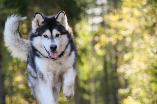 Siódma edycja Jastrzębskiego DogTrekkingu TropDOGrzybka nadchodzi. Znamy termin